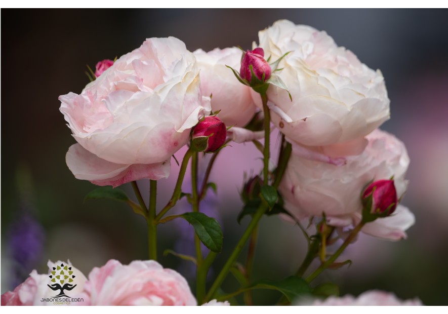La rosa, un regalo de la naturaleza La rosa, un regalo de la naturaleza
